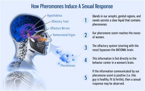 are pheromones real in humans.